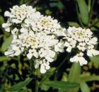 Iberis Amara - niepozorna roślinka łagodząca objawy ZJD